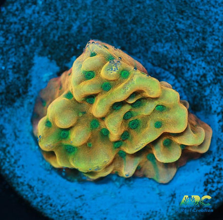 WWC Kung Pow Montipora