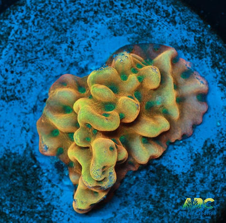 WWC Kung Pow Montipora