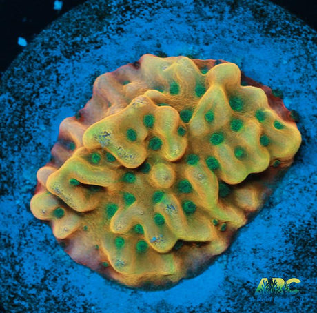 WWC Kung Pow Montipora