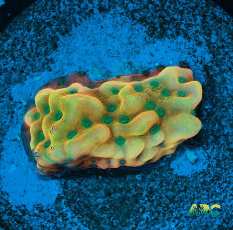 WWC Kung Pow Montipora