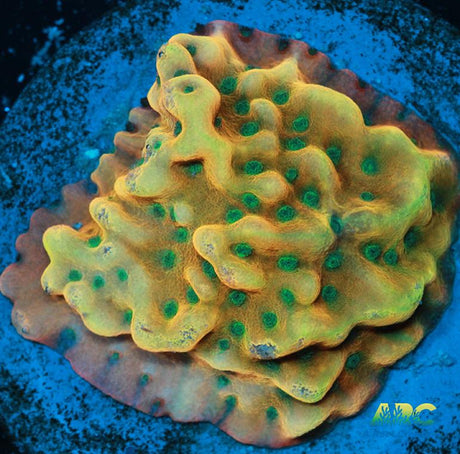 WWC Kung Pow Montipora