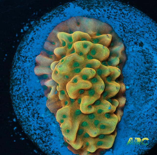 WWC Kung Pow Montipora