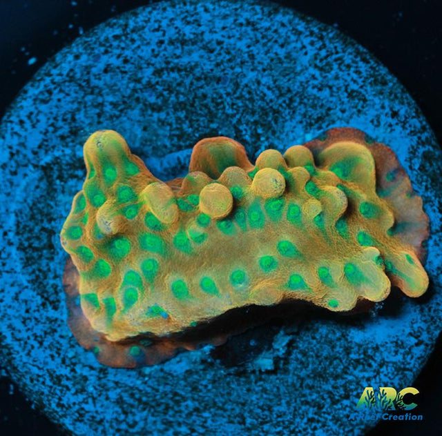 JF Beach Bum Montipora