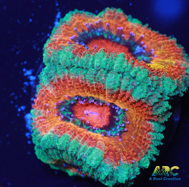 ARC Charmander Acan
