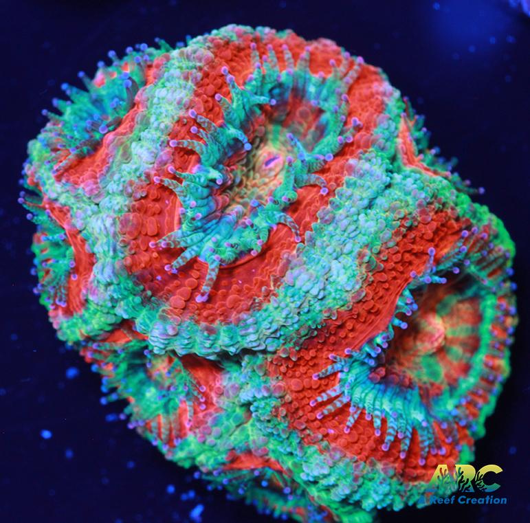 ARC Red and Teal Acan