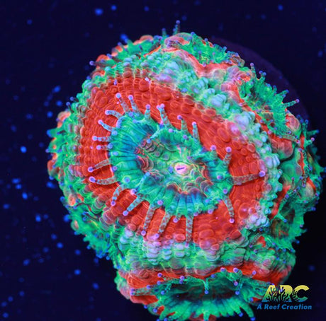 ARC Red and Teal Acan