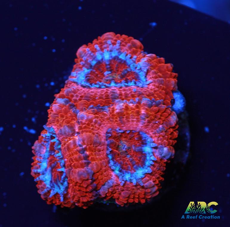 ARC Double Red Acan
