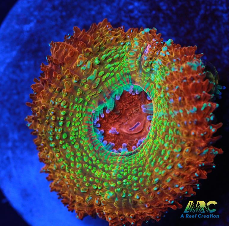 ARC Stardust Acan