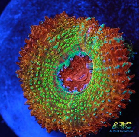 ARC Stardust Acan