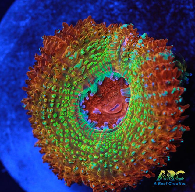 ARC Stardust Acan