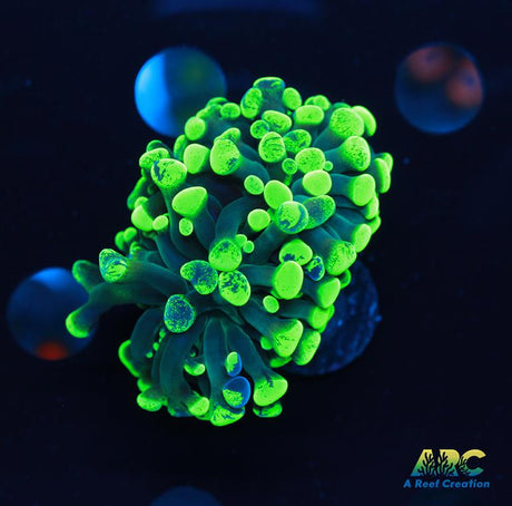 Green Hybrid Hammer