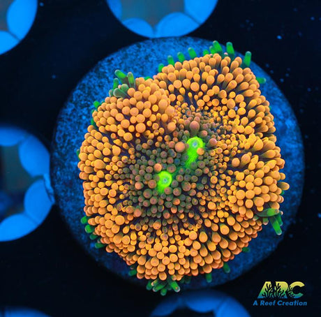 Bright Orange Ricordea Mushroom