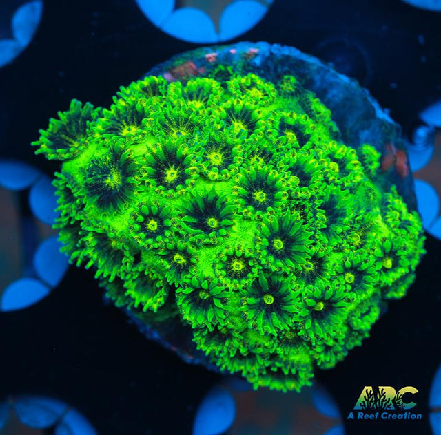 ARC Neon Plesiastrea coral