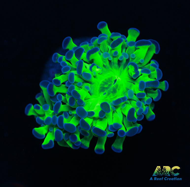 Glowstick Frammer