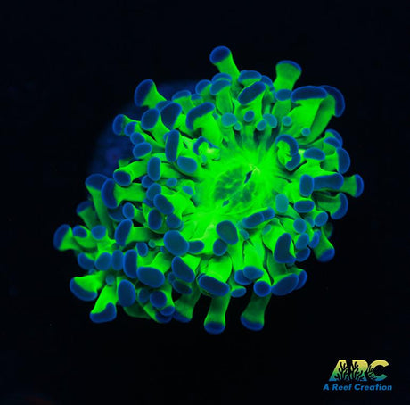 Glowstick Frammer