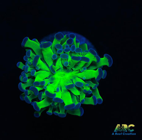 Glowstick Frammer