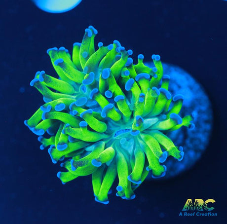 ARC Neon Frammer