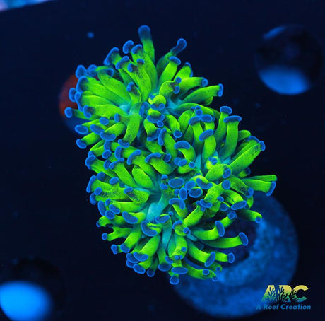 ARC Neon Frammer