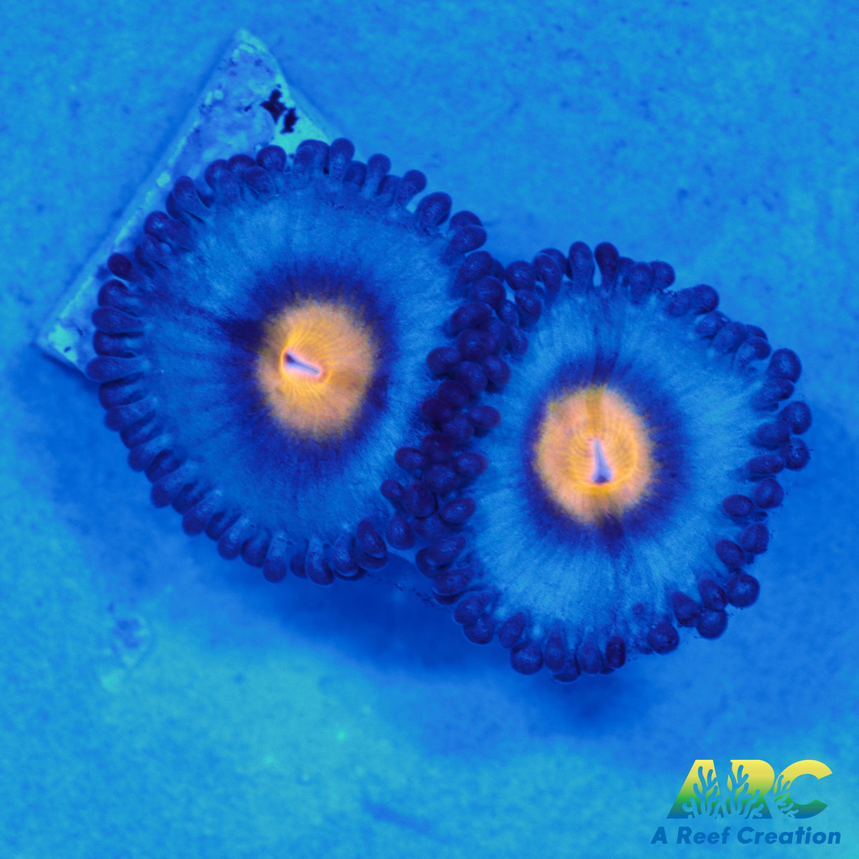 WWC AOI zoas