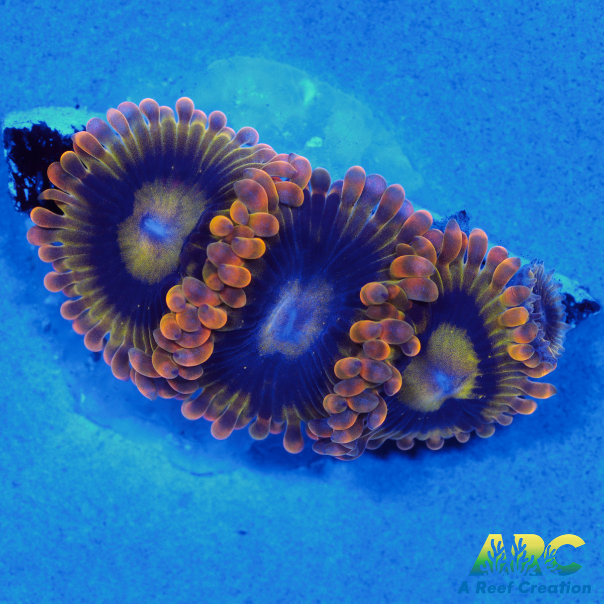 Rainbow Yoda Zoas