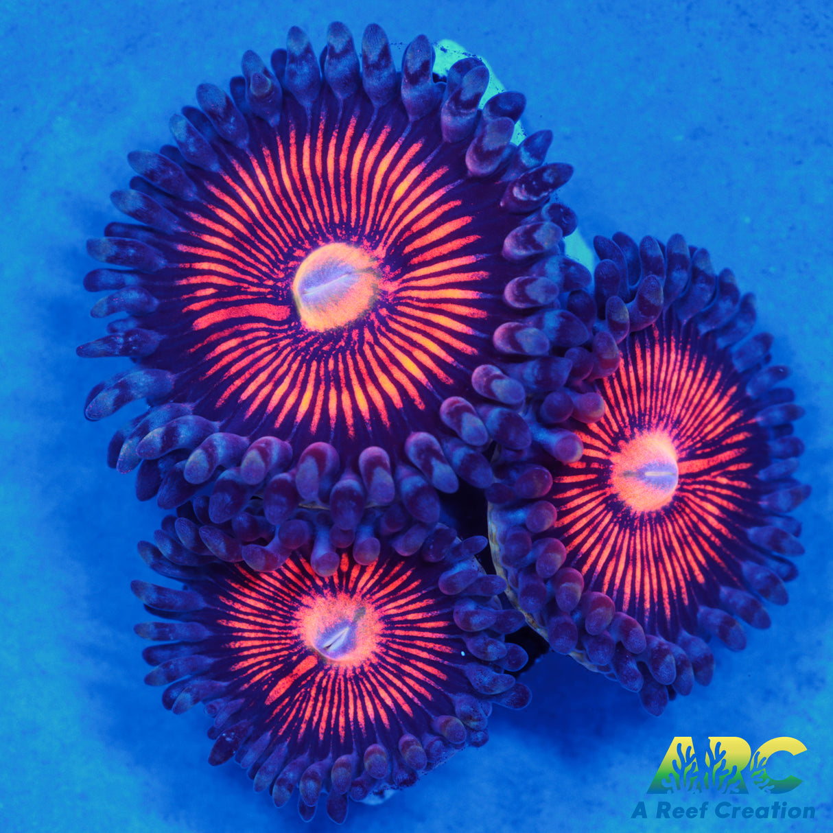 God of War Revolution Paly