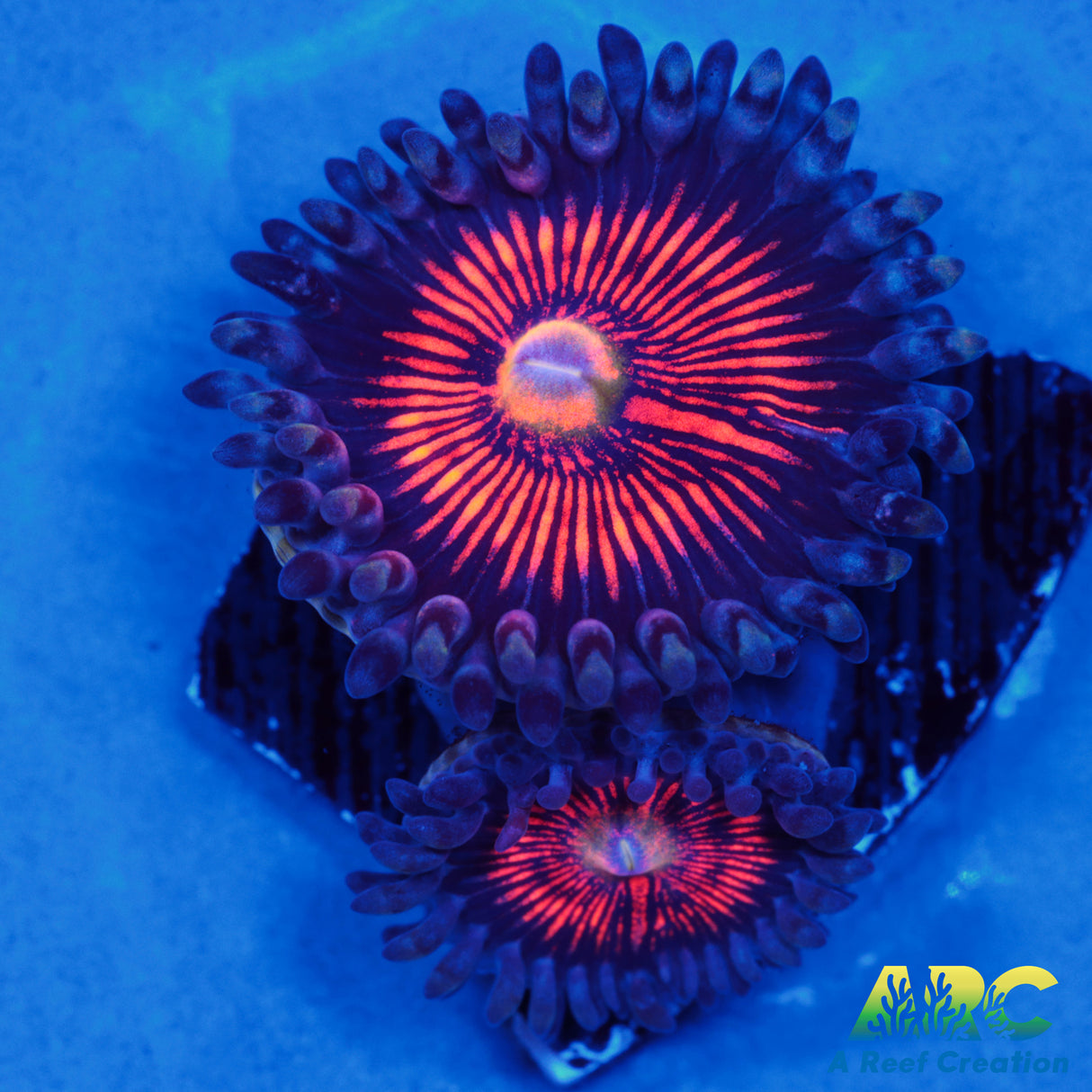 God of War Revolution Paly