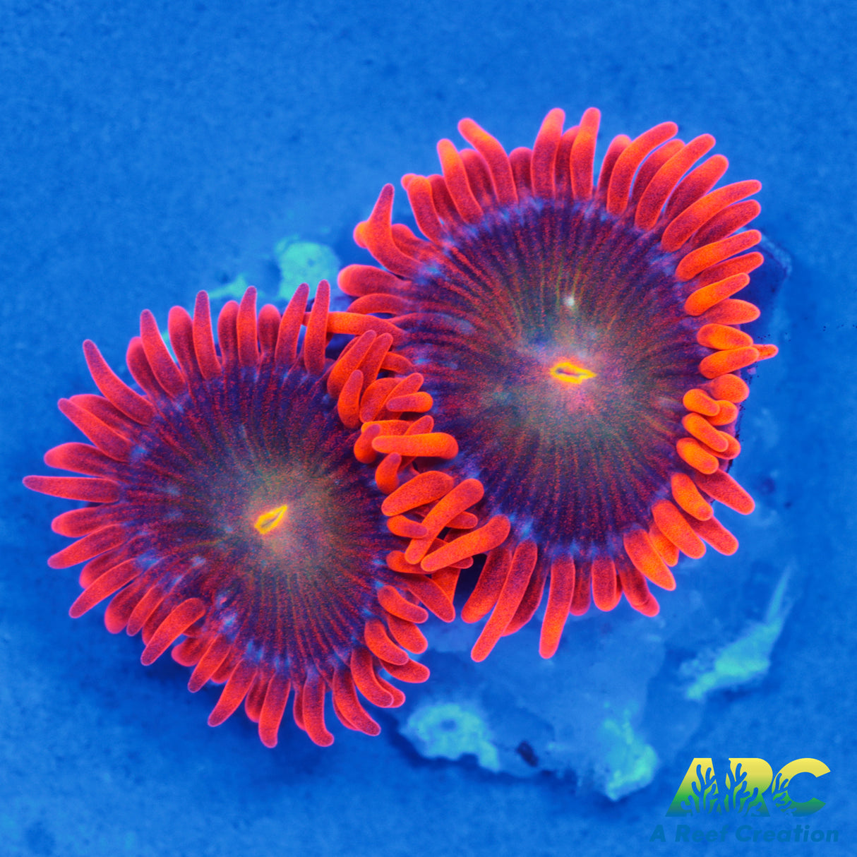 CC Mango Fusion Zoas