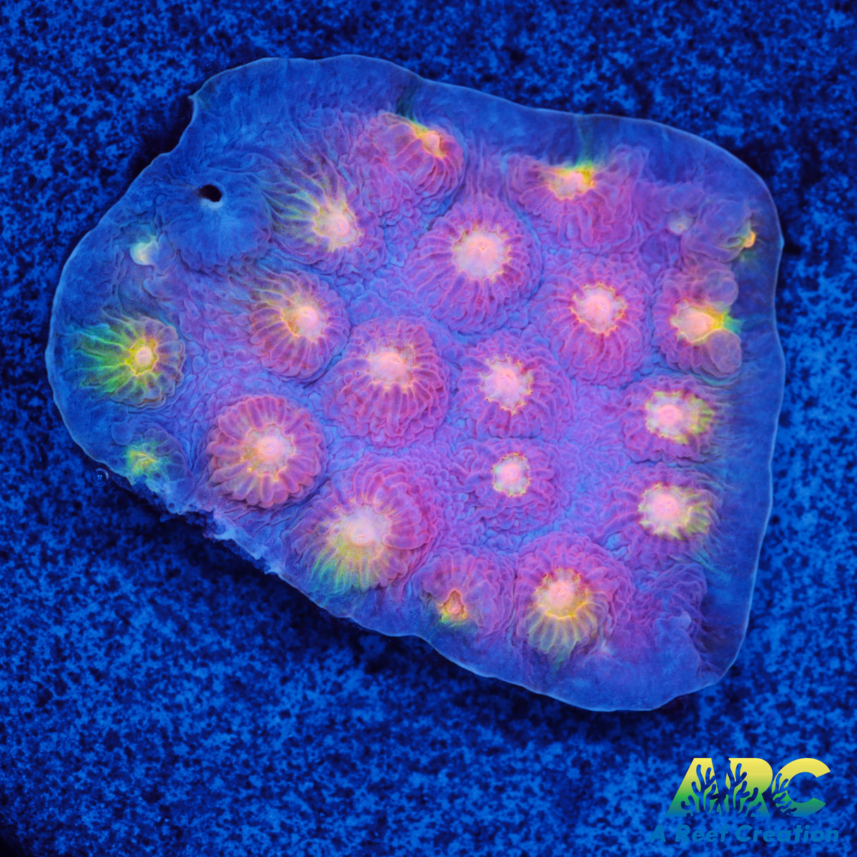 ARC Halley's Comet Scrolling Cyphastrea