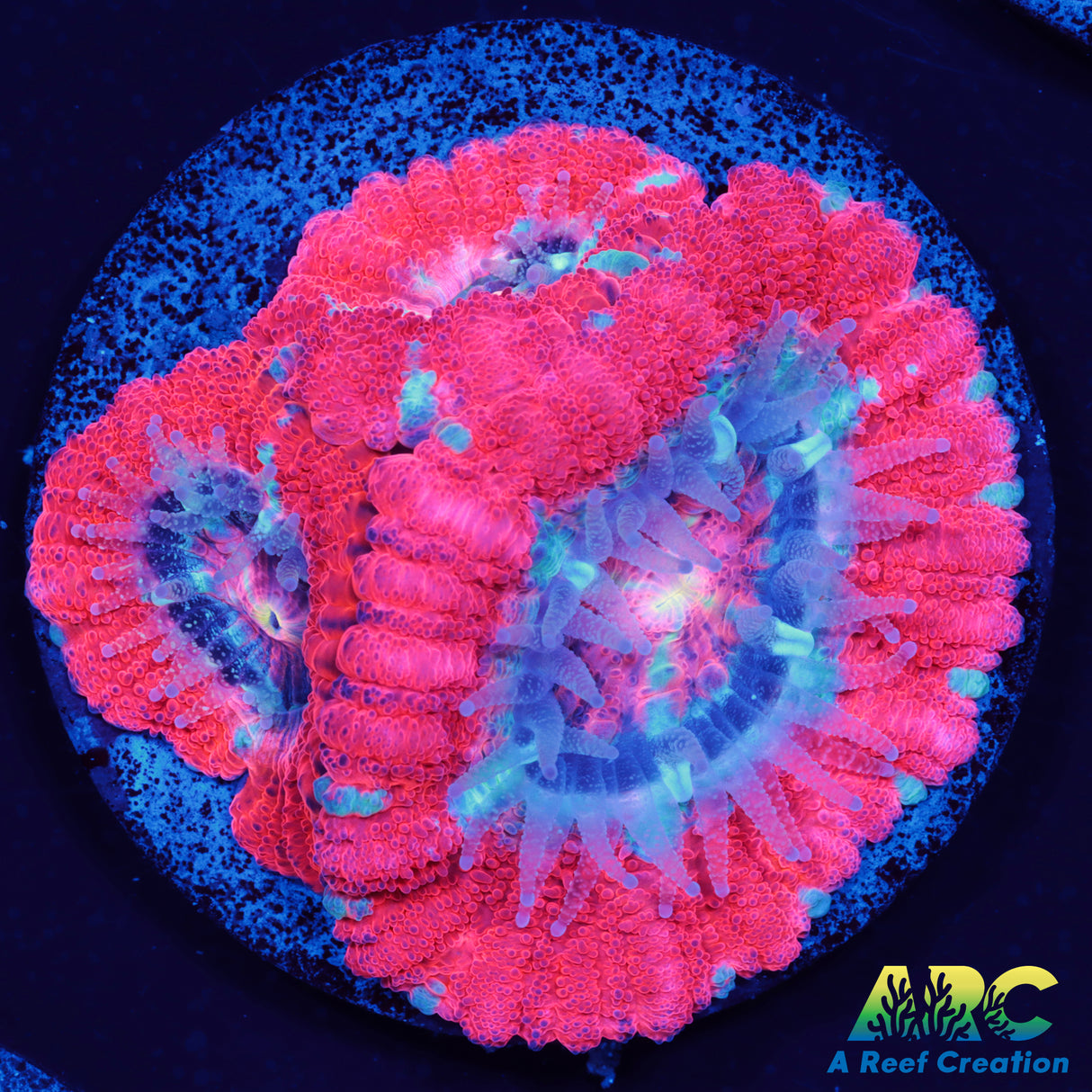 TCK Huge Polyp Asia Acan