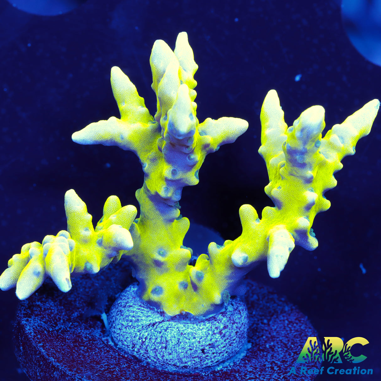 Green Goblin Anacropora