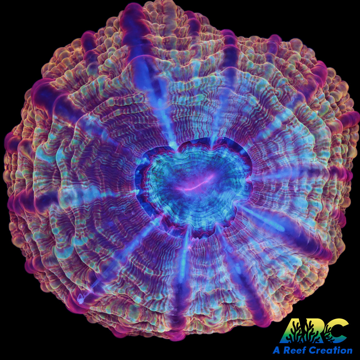 Crazy Cynarina Coral