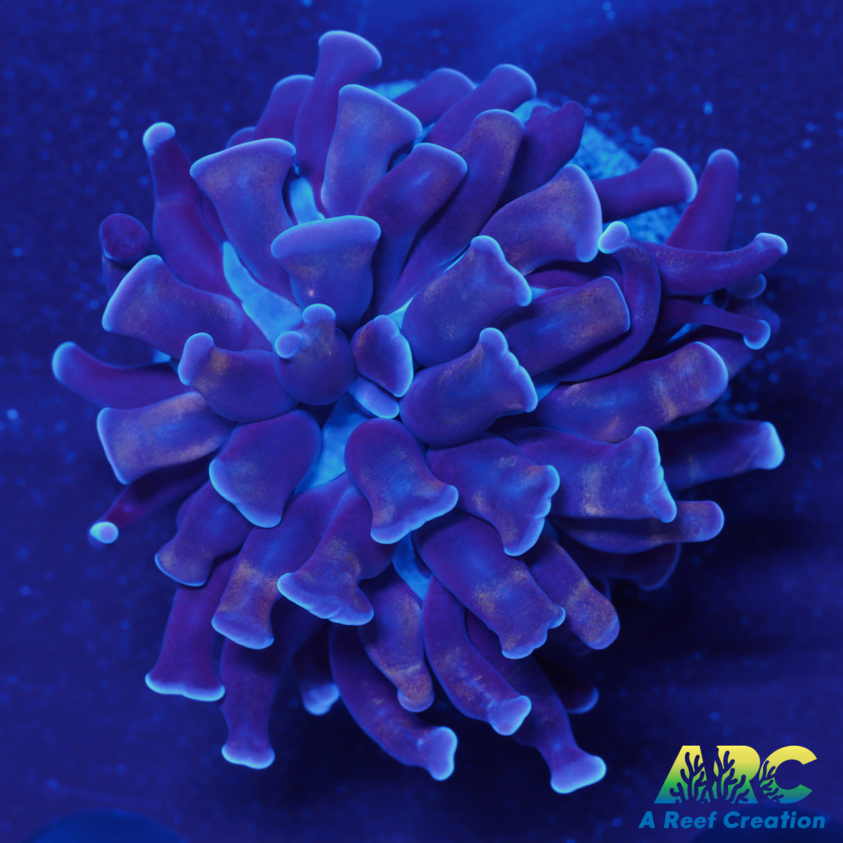 ARC Purple Hammer