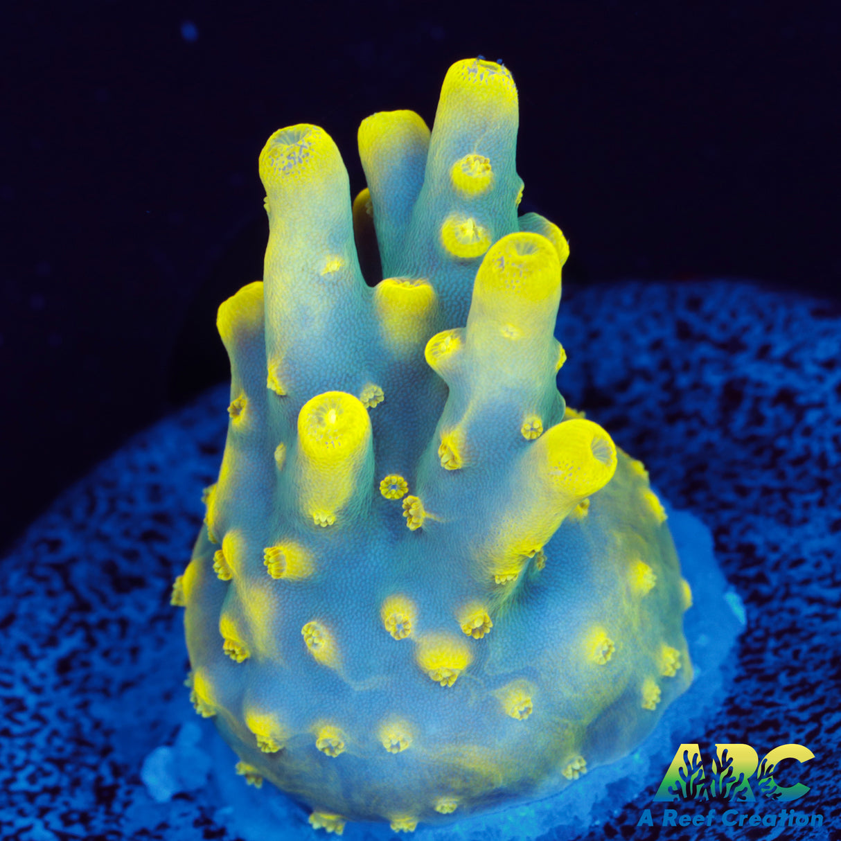 PratReef Table Acro