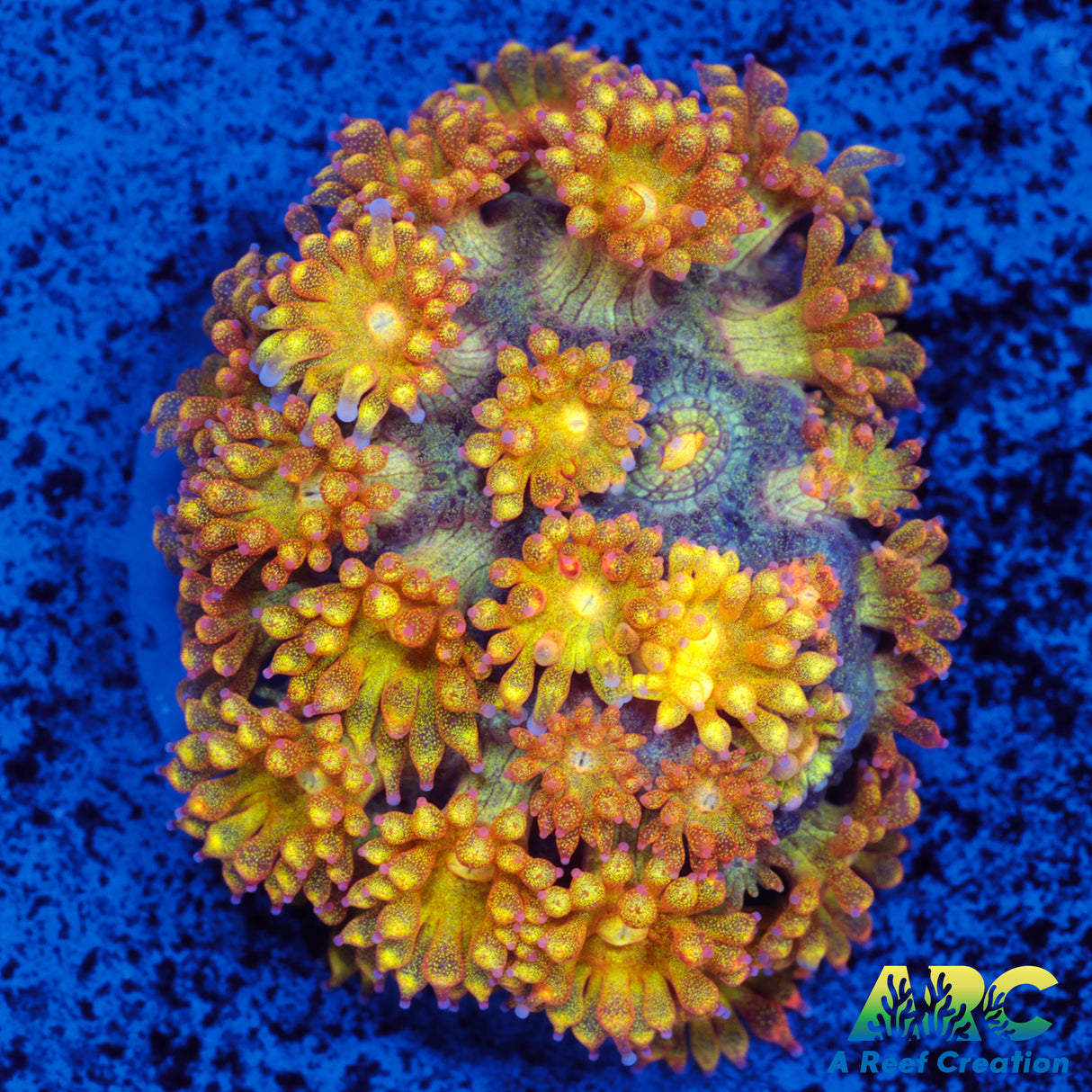 IA Orange Sparkle Goni