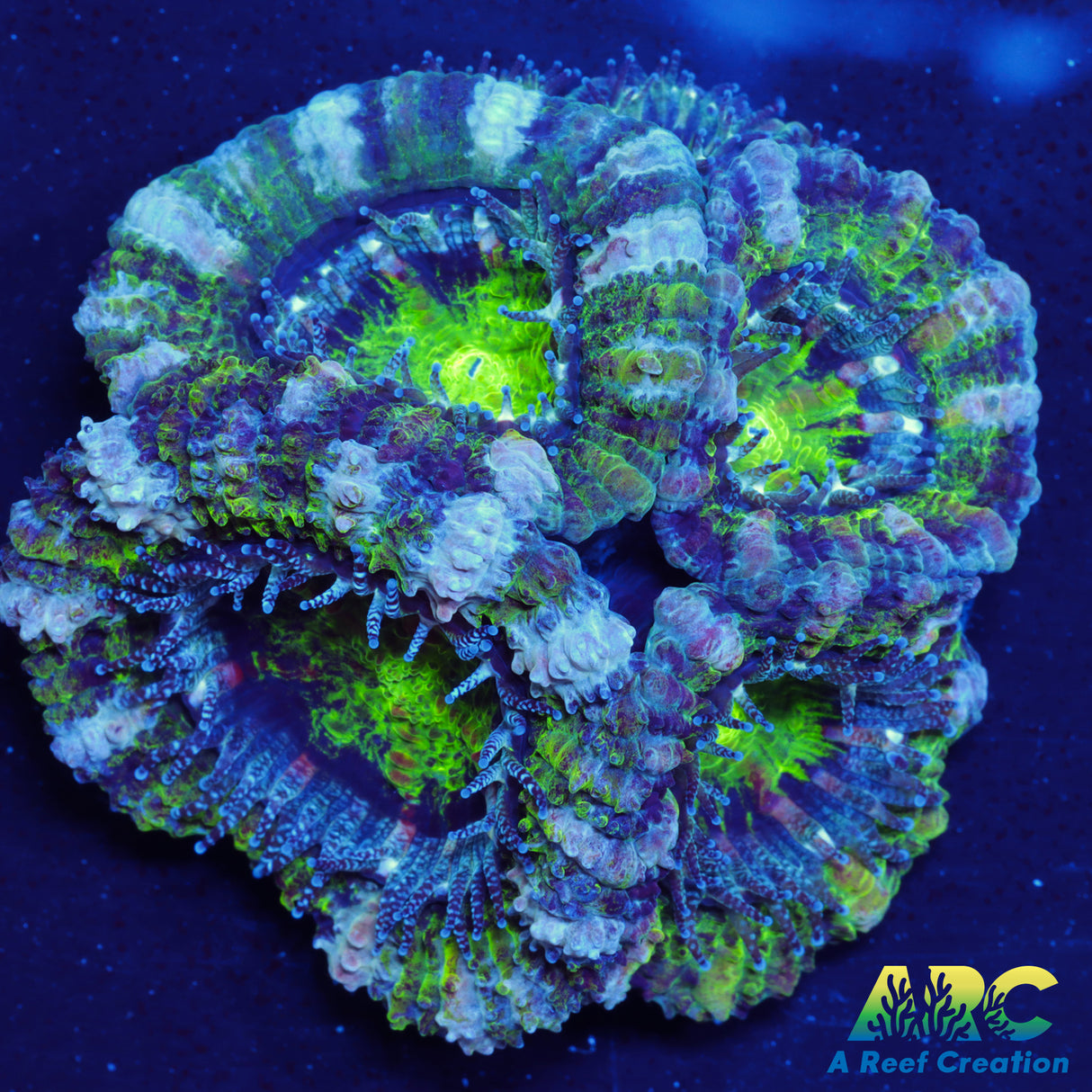 ARC Green Acan