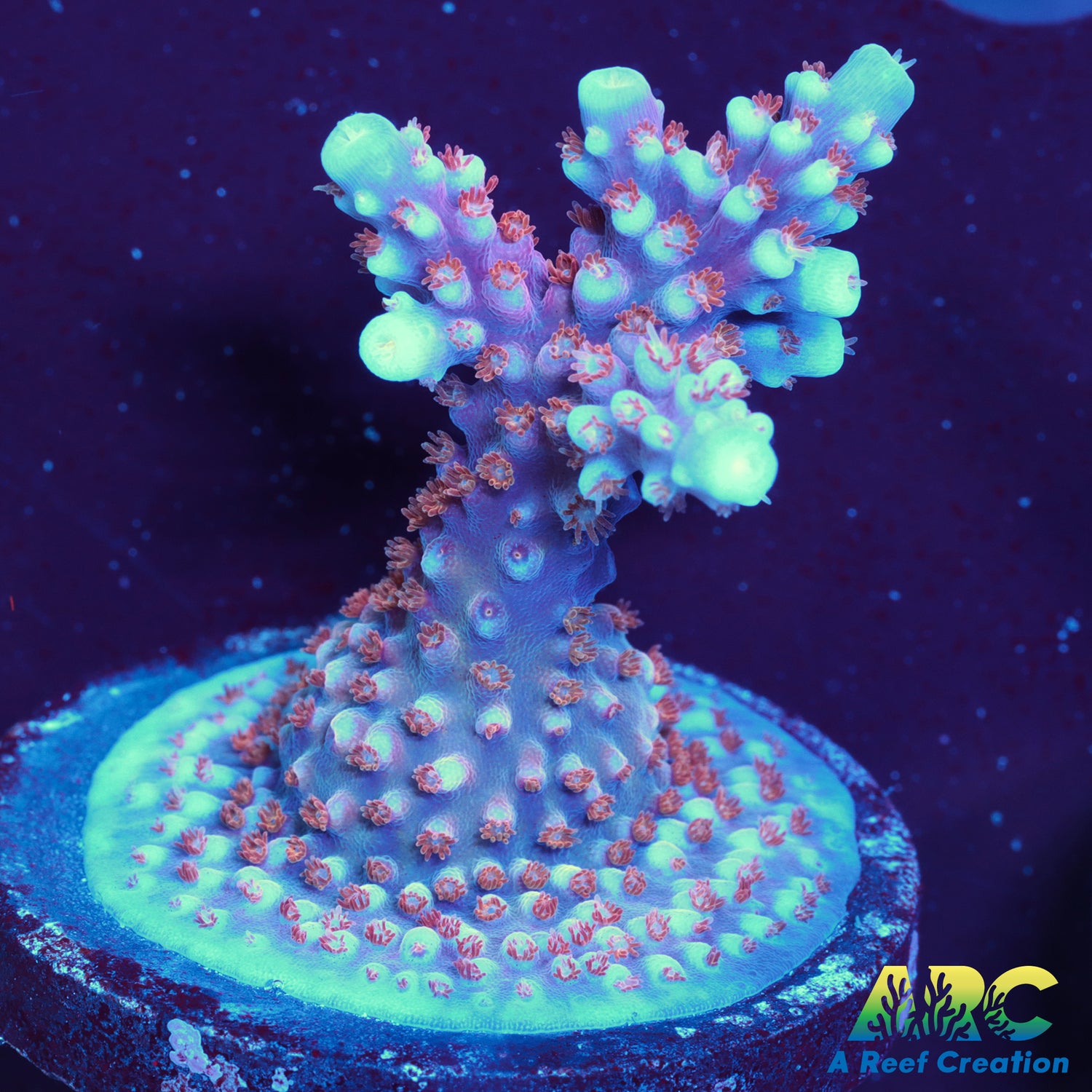 ARC Fireworks Acro – A Reef Creation