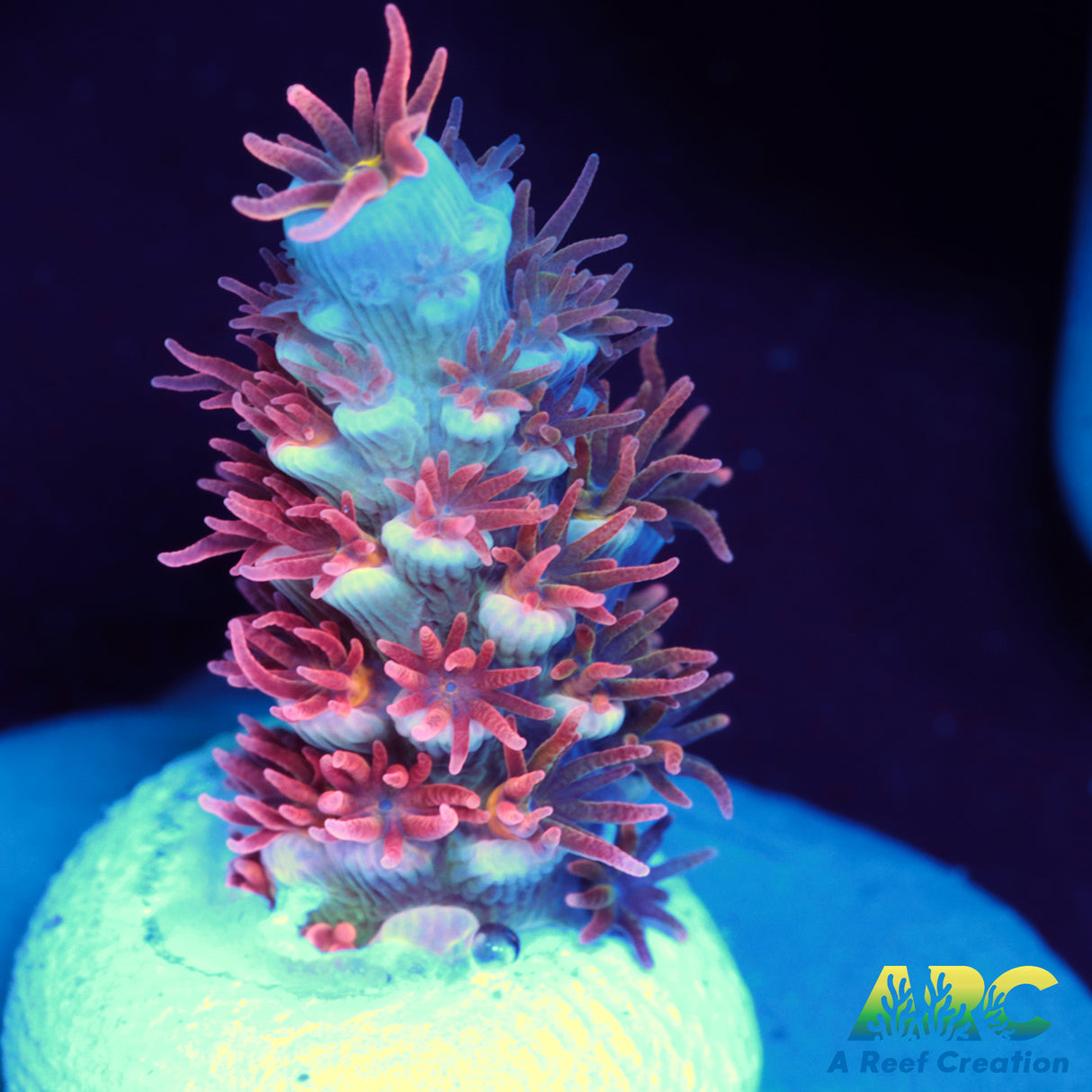 TGC Cherry Bomb Tenuis