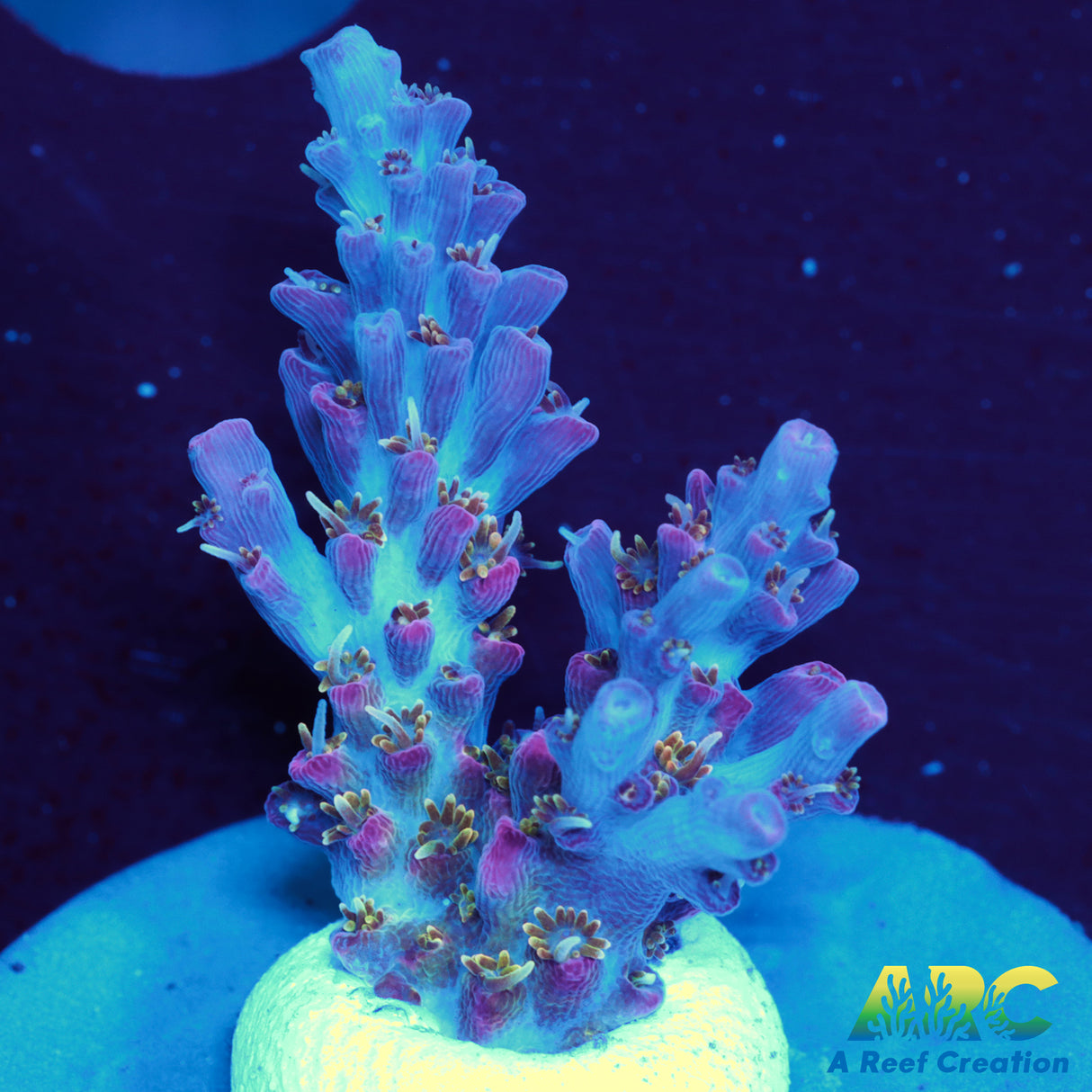 Tyree Pinky the Bear – A Reef Creation