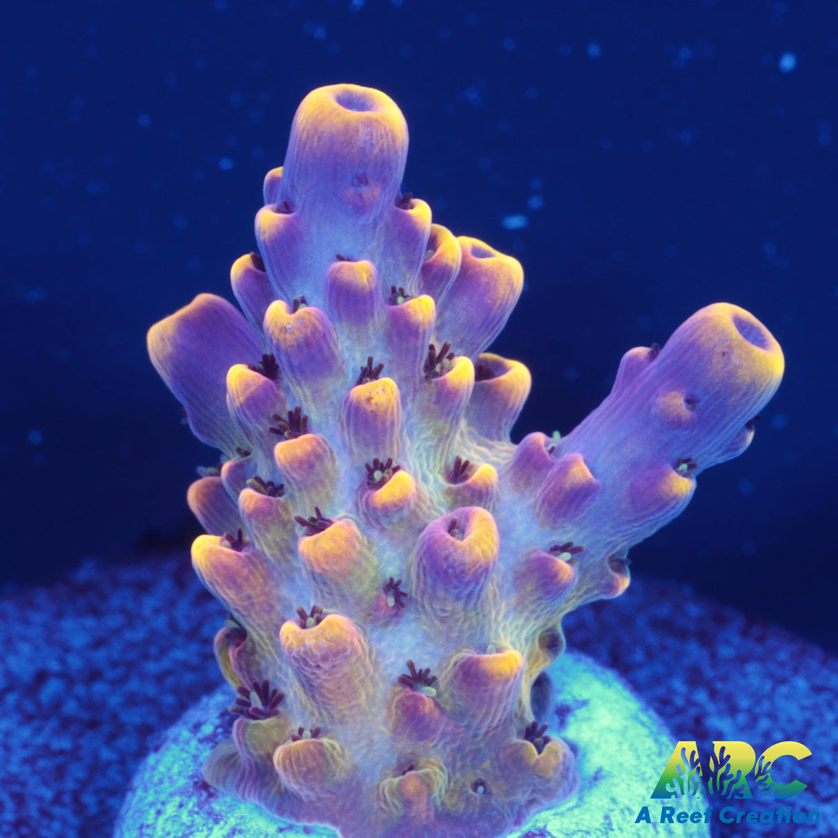 WWC Red Polyp Clathrata