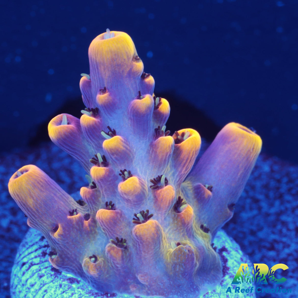 WWC Red Polyp Clathrata