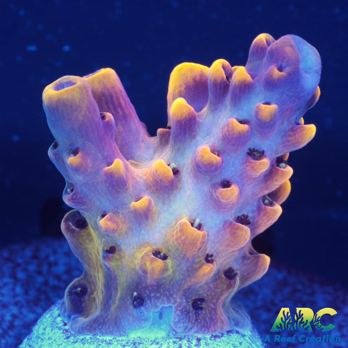 WWC Red Polyp Clathrata