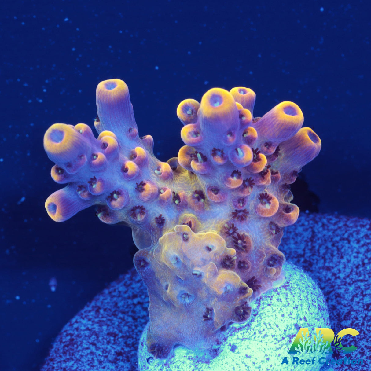 WWC Red Polyp Clathrata