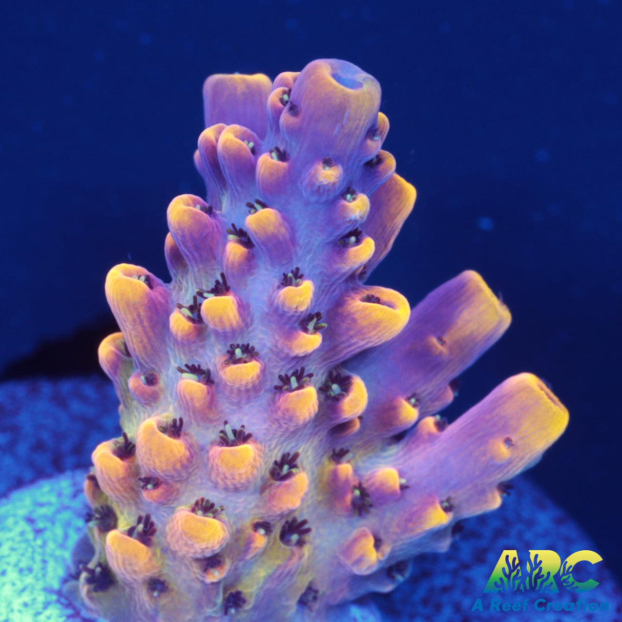 WWC Red Polyp Clathrata