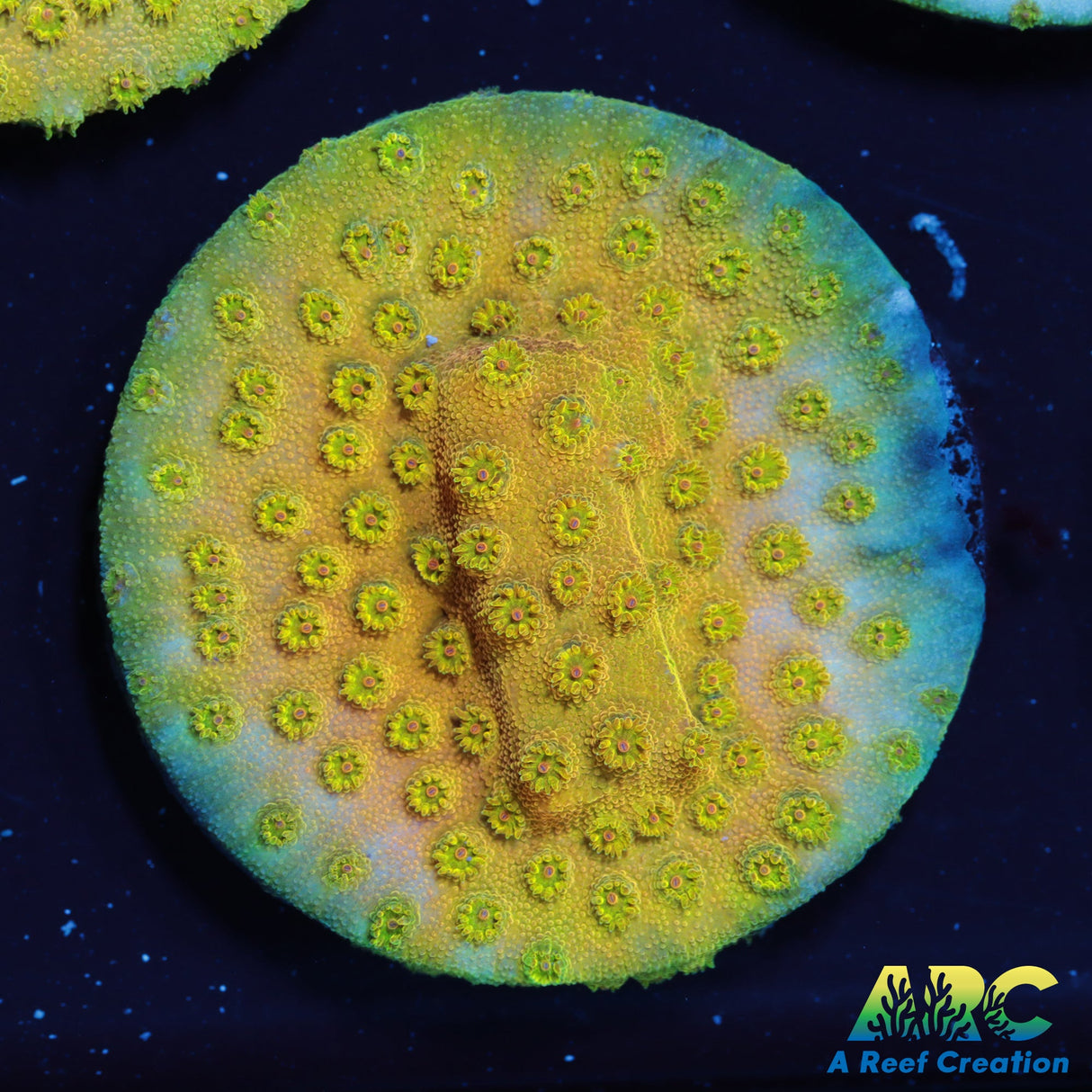 ARC Neon Cyphastrea