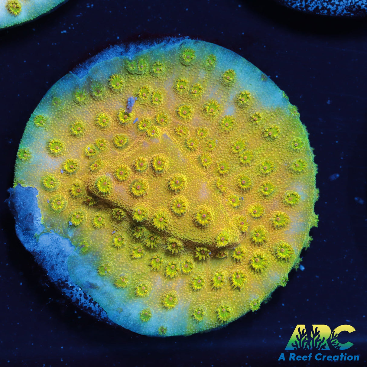 ARC Neon Cyphastrea