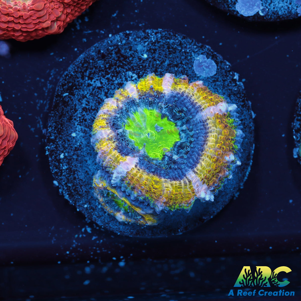 ARC Supersonic Acan