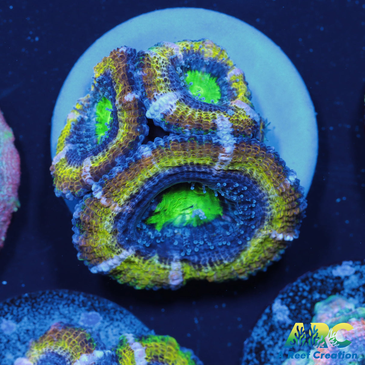 ARC Supersonic Acan