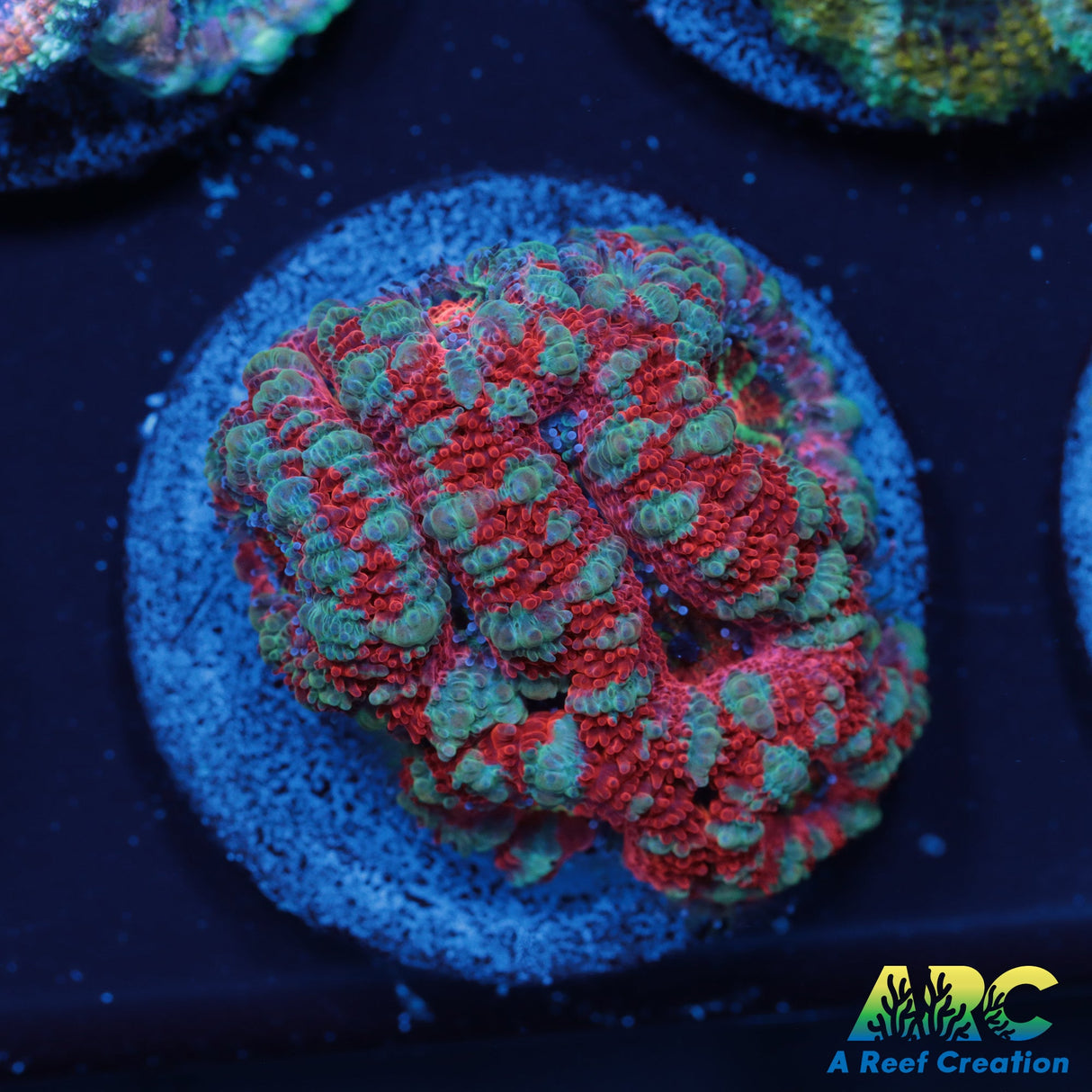 ARC Strawberries Acan