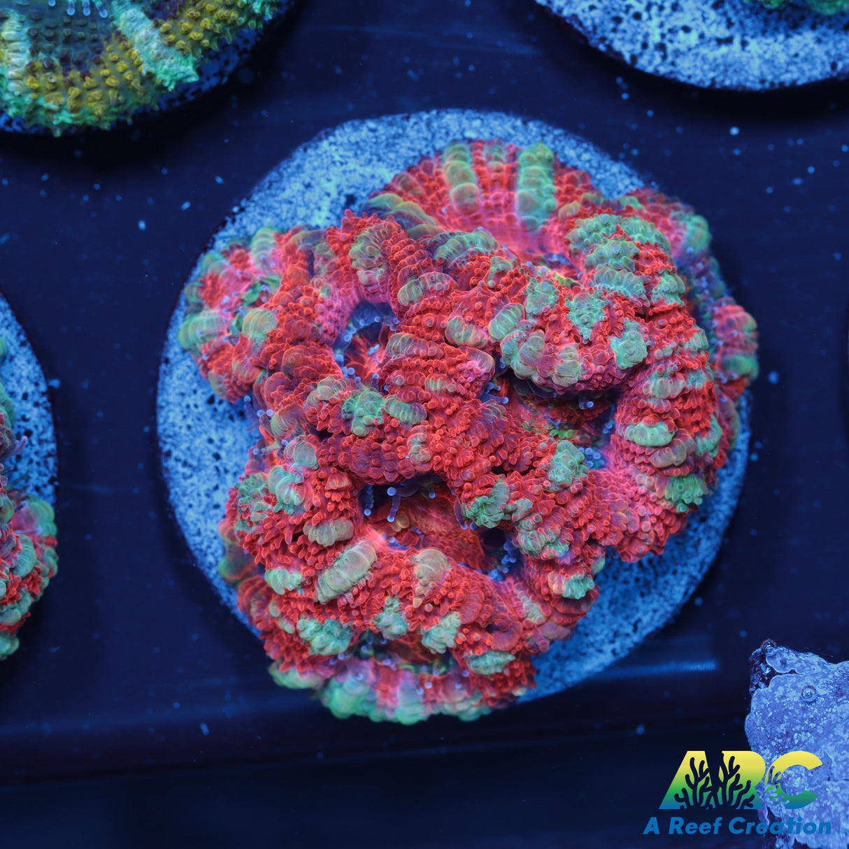 ARC Strawberries Acan