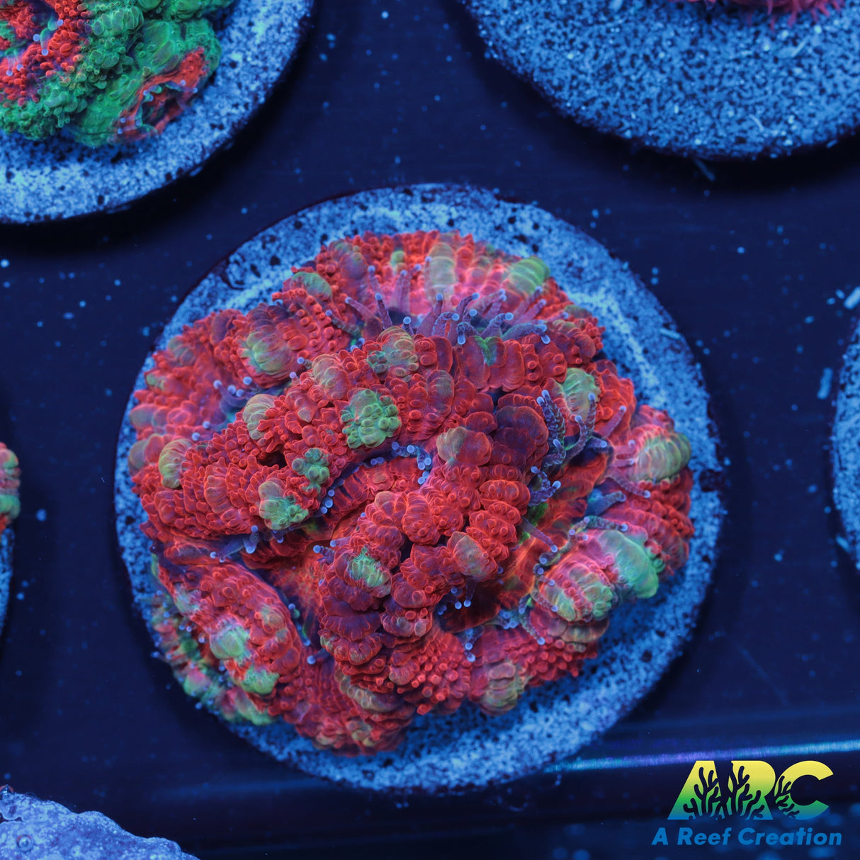 ARC Strawberries Acan